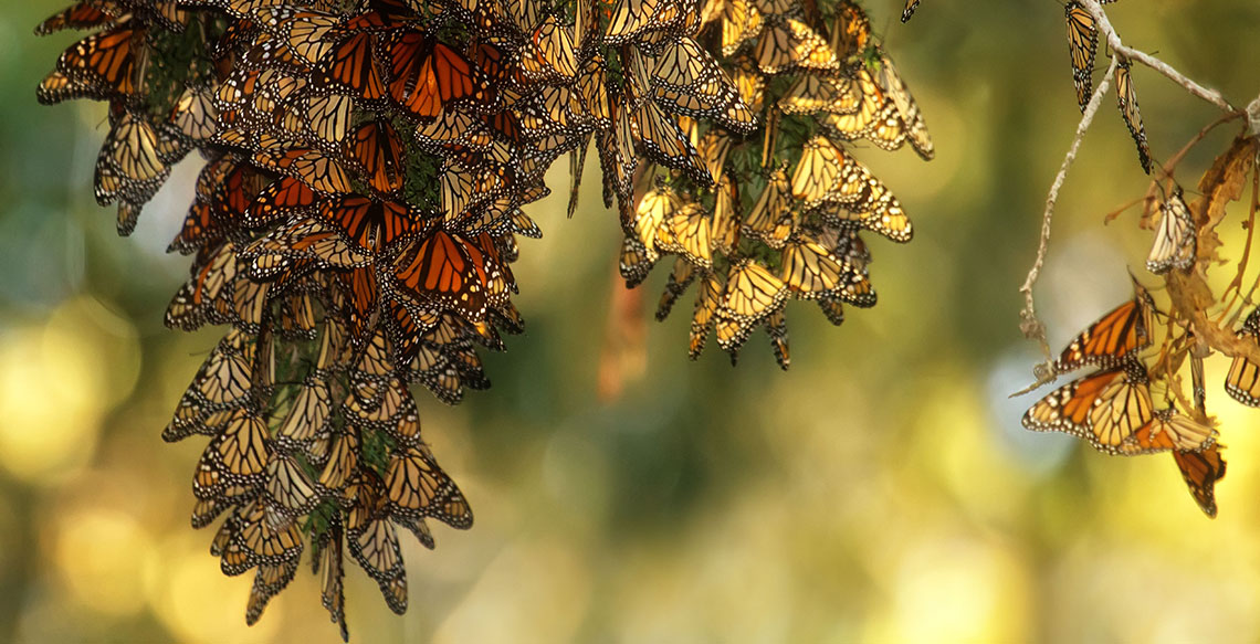 Monarch butterflies