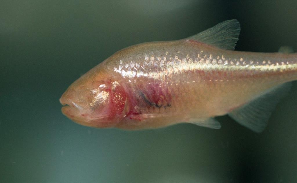 cavefish